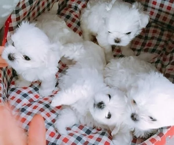  Cuccioli di MALTESE