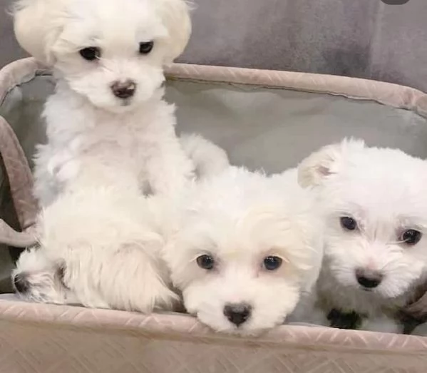 Maltese maschio e femmina la taglia piu piccola