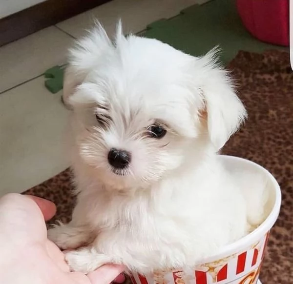 Cucciolo di maltese