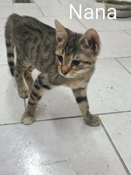 gattina di 3 mesi cerca famiglia