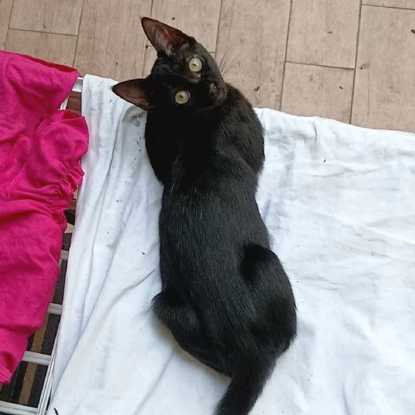 dolcissima gattina baby cerca casa