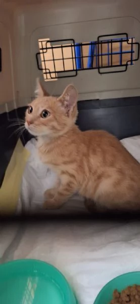 rio dolcissimo gattino rosso cerca casa | Foto 0