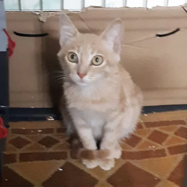 RIO: un gattino speciale in cerca di amore | Foto 1