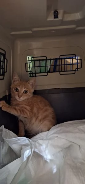 RIO: un gattino speciale in cerca di amore | Foto 0