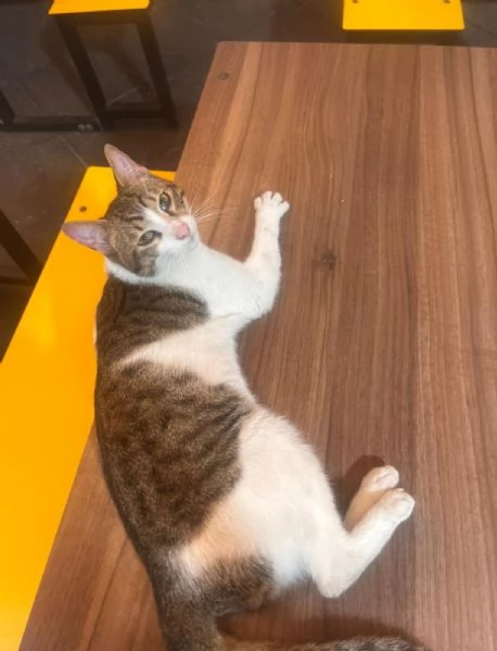 GATTO DOLCISSIMO DESIDERA AMORE | Foto 3