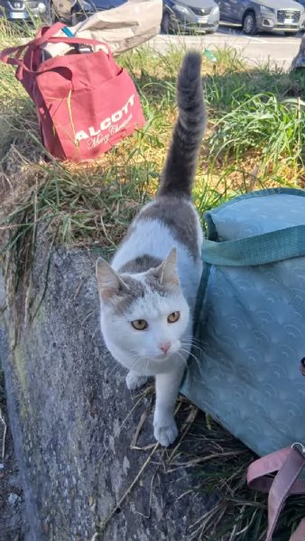 CHI MI ADOTTA? CERCO AMORE