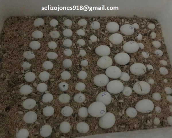 Uova Feconde di Pappagallo e Uova di Uccelli Feconde in Vendita Siamo specializzati nella fornitura 