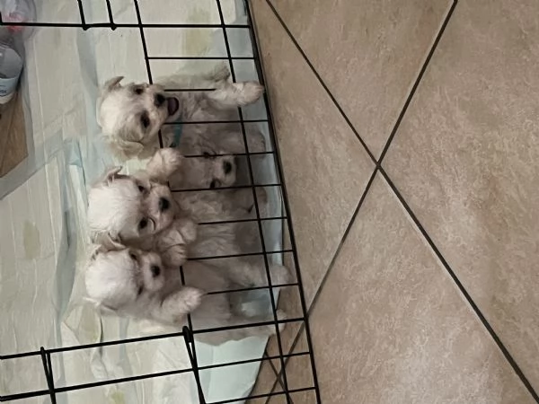 Maltesi toy | Foto 1