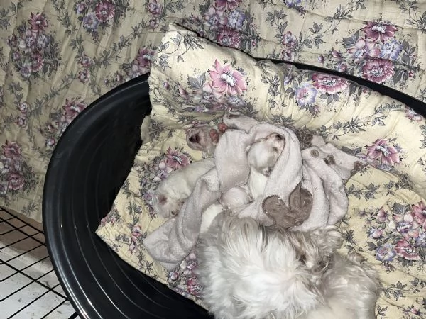 Maltesi toy | Foto 0