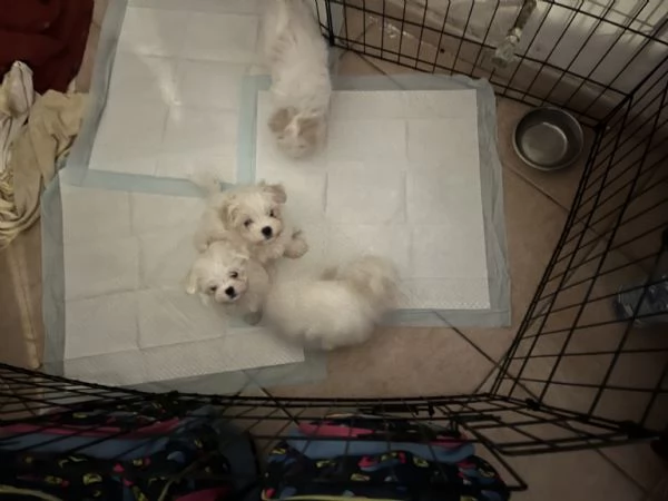 Cuccioli di maltese | Foto 1