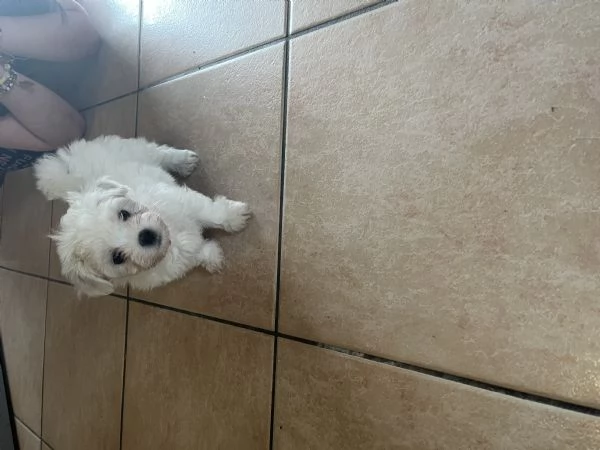 Cuccioli di maltese | Foto 0