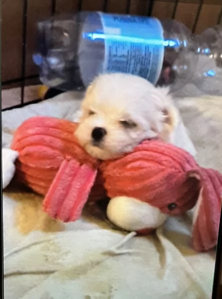 Cuccioli di maltese