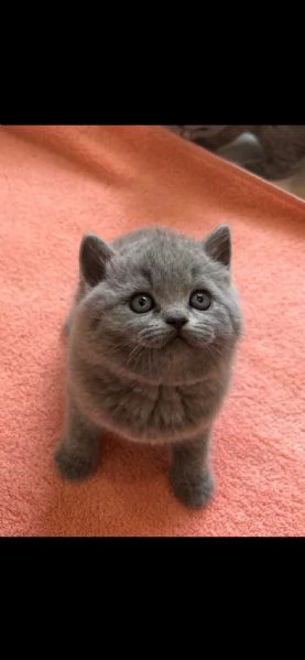 Gattini British Shorthair dolcissimi