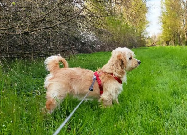 Regalo cucciolo 7 mesi taglia piccola