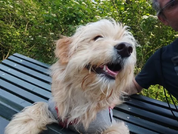 Regalo cucciolo 7 mesi taglia piccola | Foto 2