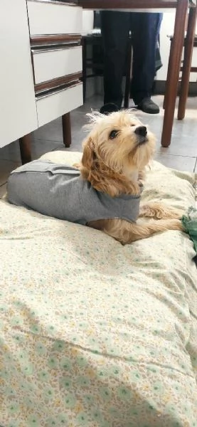 Regalo cucciolo 7 mesi taglia piccola | Foto 1