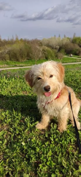 Regalo cucciolo 7 mesi taglia piccola | Foto 0