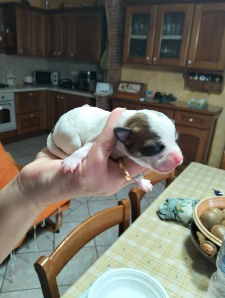 Bellissimi Chihuahua maschi