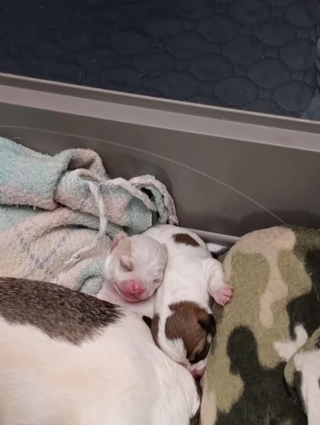 Bellissimi Chihuahua maschi | Foto 4