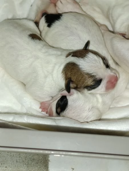 Bellissimi Chihuahua maschi | Foto 3