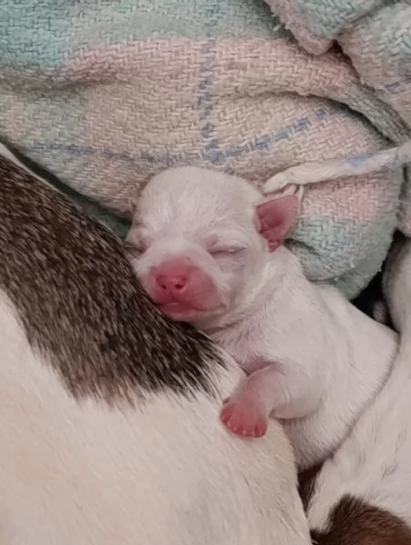 Bellissimi Chihuahua maschi | Foto 2