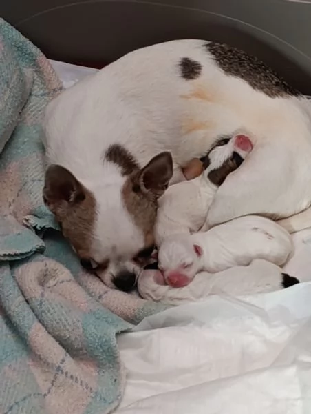 Bellissimi Chihuahua maschi | Foto 1