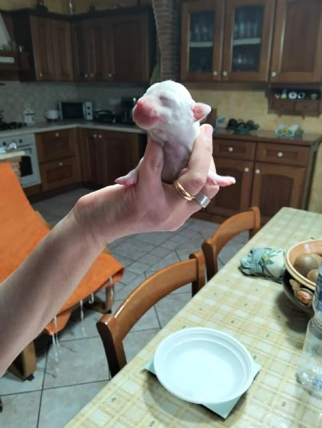 Bellissimi Chihuahua maschi | Foto 0