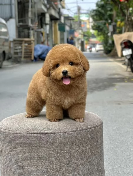Due cuccioli di Barboncina toy 