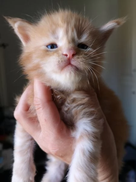 Maine coon linea gigante 