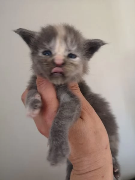 Maine coon linea gigante  | Foto 0
