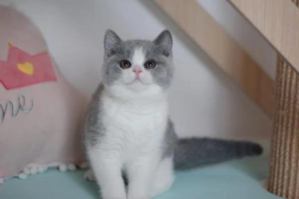 BELLISSIMI Gatti British shorthair | Foto 0
