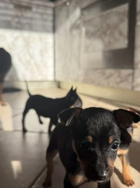 Dolcissimi cuccioli di Pinscher Toy di pura razza – Cercano casa!