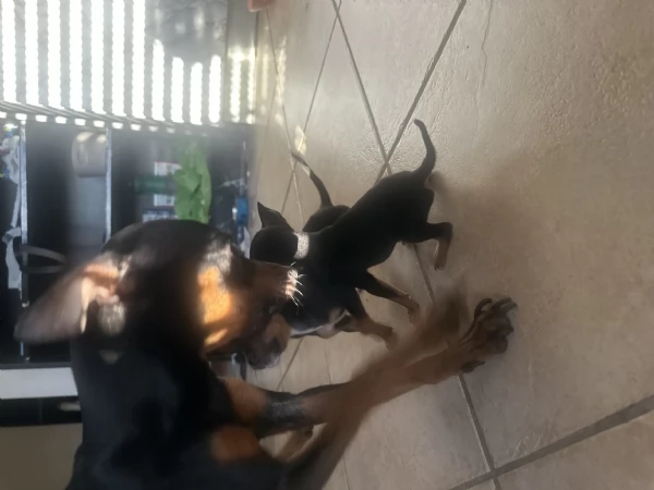 Dolcissimi cuccioli di Pinscher Toy di pura razza – Cercano casa! | Foto 3