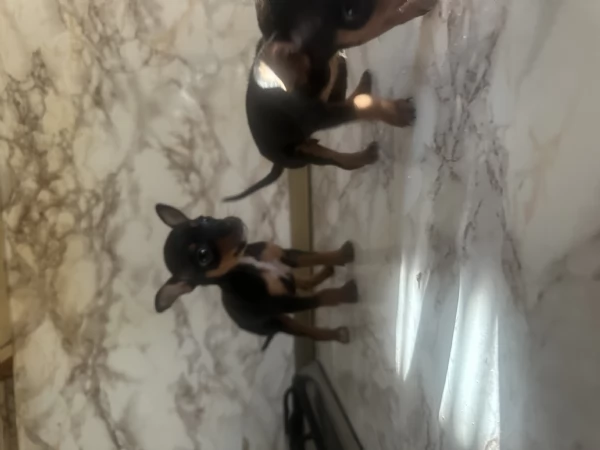 Dolcissimi cuccioli di Pinscher Toy di pura razza – Cercano casa! | Foto 2