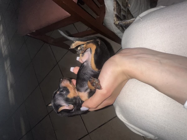 Dolcissimi cuccioli di Pinscher Toy di pura razza – Cercano casa! | Foto 1