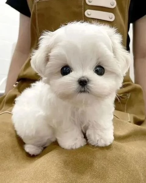 Cuccioli di Maltese per una nuova casa