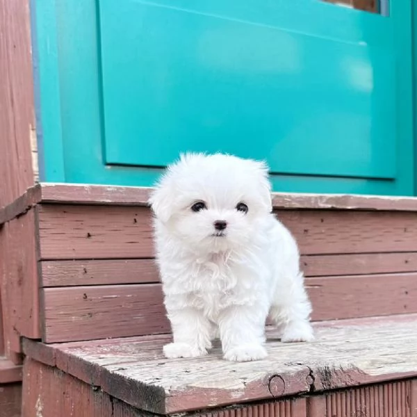 Cuccioli di Maltese per una nuova casa | Foto 1