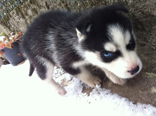 Cuccioli Husky Siberiano: Maschio e Femmina, Unica Occasione! | Foto 0