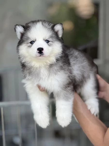  Cuccioli Husky Siberiano – Un Maschio e una Femmina di Una Bellezza Unica! | Foto 0