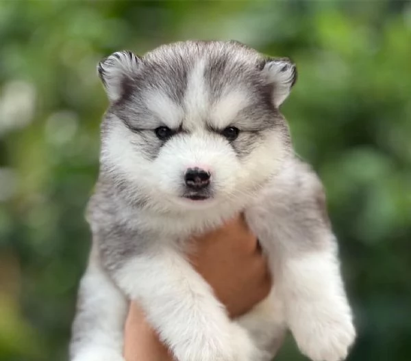  Cuccioli Husky Siberiano – Un Maschio e una Femmina di Una Bellezza Unica!