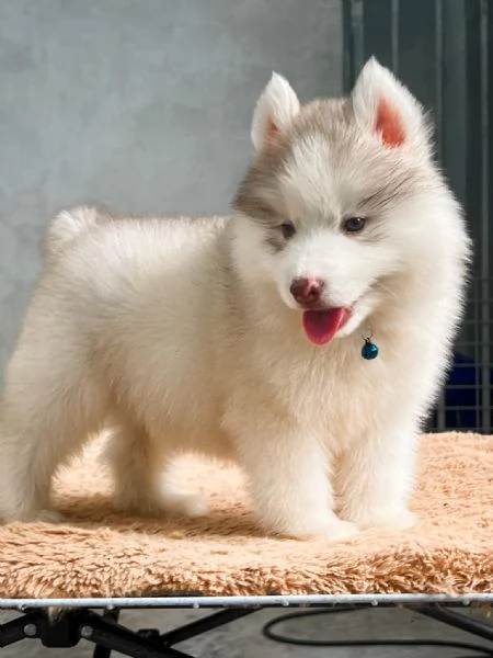 Cuccioli Husky Siberiano – Ideali per la Tua Famiglia! | Foto 0