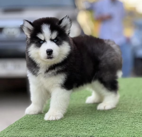 Husky Siberiano Cuccioli – Due Meraviglie da Amare!