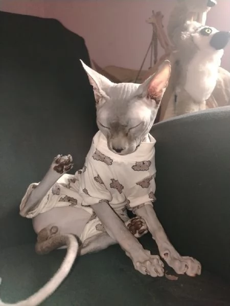 Sphynx gatto senza pelo  | Foto 3