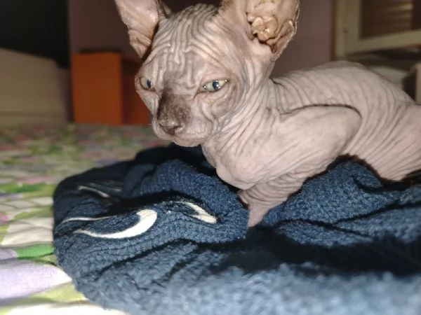 Sphynx gatto senza pelo  | Foto 2