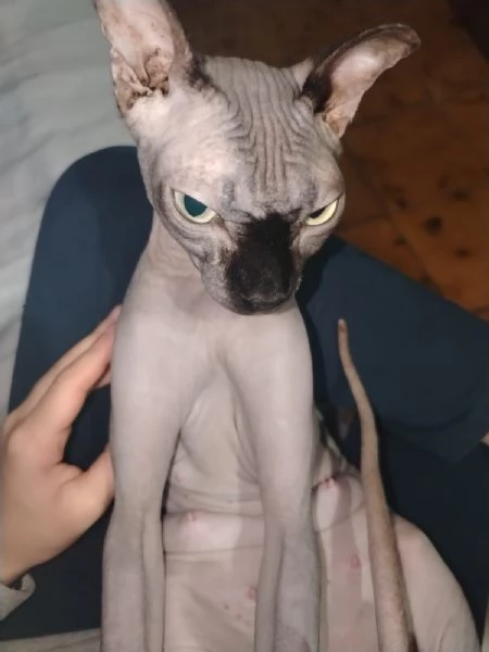 Sphynx gatto senza pelo  | Foto 1