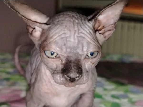 Sphynx gatto senza pelo 