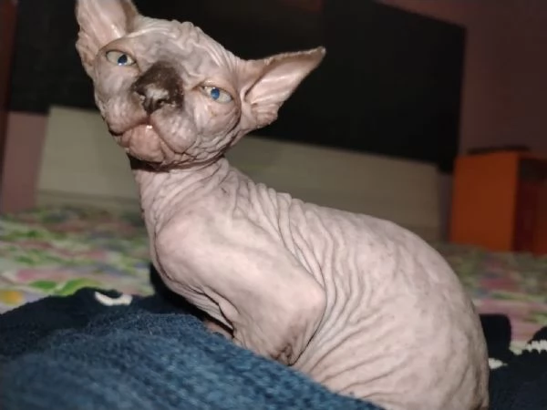 Sphynx gatto senza pelo  | Foto 0