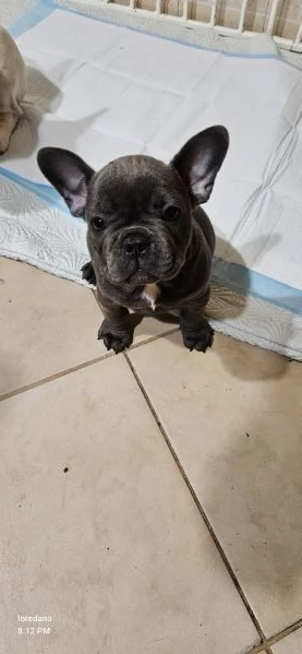 Bulldog francese  | Foto 2