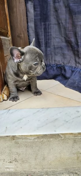 Bulldog francese  | Foto 0