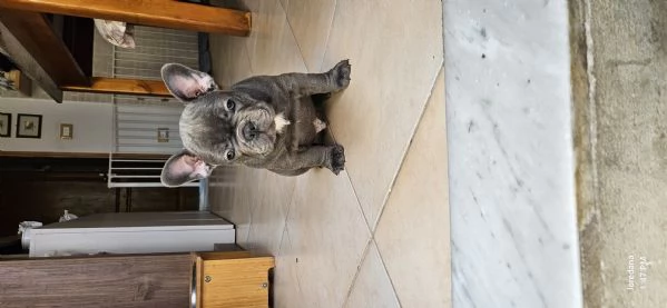Bulldog francese grigio blue  | Foto 2